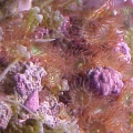 Anemone Majano