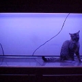 Catfish