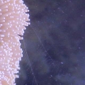 Comb Jellyfish Tentacles