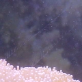 Comb Jellyfish Tentacles