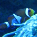 Clown_Sick