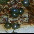 ventricaria ventricosa, sea pearl, bubble algae
