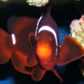 Marlin