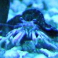 Mr. Crab