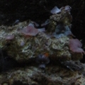 Purple Mushrooms