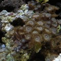 new rock of zoos March 09