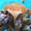Anemone March 2009