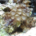 new_rock_of_zoos