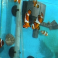 some_of_the_fish