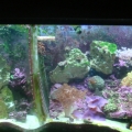 my 55 gal tank