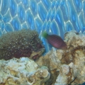 Leonard_with_some_corals
