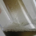 Skimmate after 2 Days
