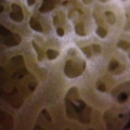 Sponge