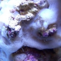 Sponge