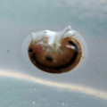 Amphipod