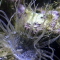 aiptasia anemone, glass anemone