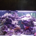 75 gal rockscape
