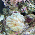 Corals