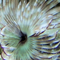 Feather duster