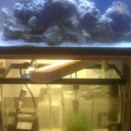 20g long with 10g sump/refugium!!!