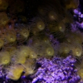 Yellow Polyps (parazoanthus gracilis)