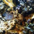 New zoos and a coral.