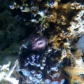 New Coral and zos