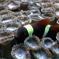 Maroon Gold Stripe Clown hosting coral