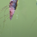 Snail with growths