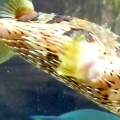 Porcupine puffer
