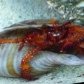 Very large red hermit crab