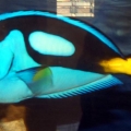 Blue tang