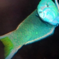 Lunare wrasse