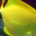 Yellow tang