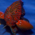 Miniatus grouper