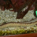 Bristleworm with Seaweed Clip