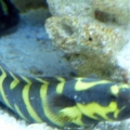 Engineer goby