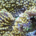 Orange_ric