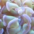 Hammer_coral2