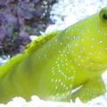 Yellow Watchman Goby