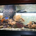 Tank 05-15-09