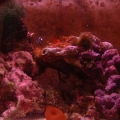 fishtank