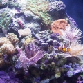 28 Gallon Nano Cube w/HQI