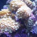 28 Gallon Nano Cube w/HQI