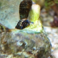 Blue Legged Hermits with Big Dreams