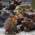 Clownfish and Frogspawn