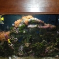 Marine_fishTank_1