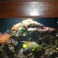 Marine_fishTank_2