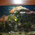 Marine_fishTank_3