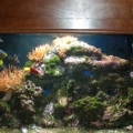 Marine_fishTank_4